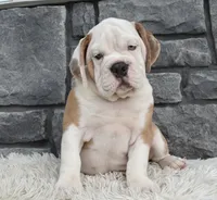 Bubba, a male English Bulldog and Beagle for sale in Berlin, OH – 2 of 5