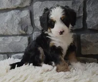 Chloe , a female Miniature Bernedoodle for sale in Berlin, OH – 4 of 5