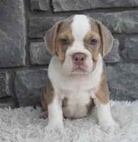 Trixie, a male English Bulldog and Beagle for sale in Berlin, OH – 3 of 7