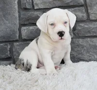 Ava, a female English Bulldog and Beagle for sale in Berlin, OH – 4 of 5