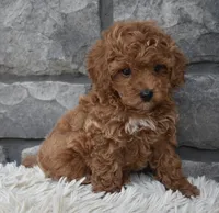 Cupcake , a female Poodle - Toy  for sale in Berlin, OH – 5 of 8