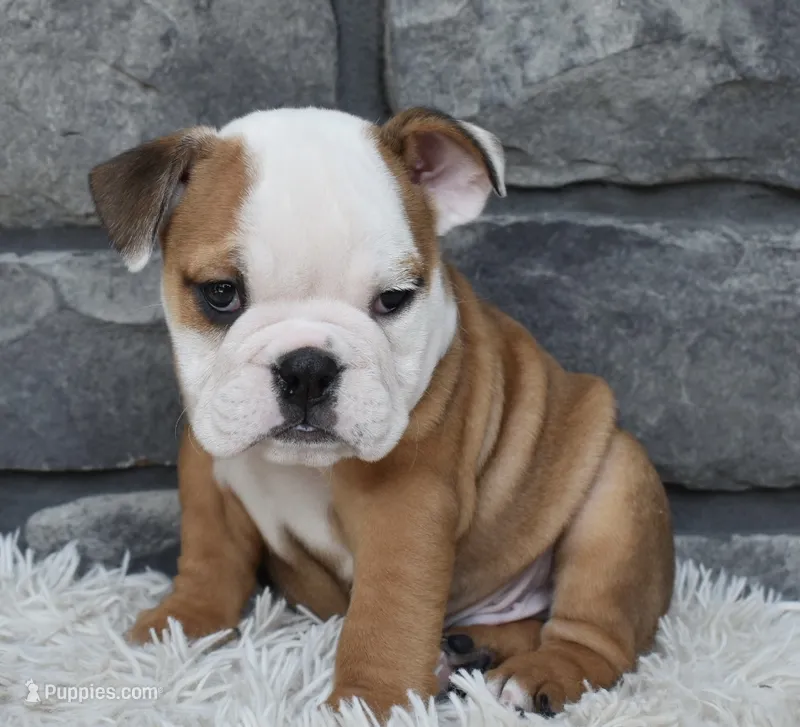 Miles – English Bulldog, Beagle puppy for sale in Berlin, OH