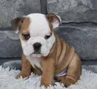Miles, a male English Bulldog and Beagle for sale in Berlin, OH – 1 of 5