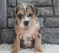 Maverick , a male English Bulldog and Beagle for sale in Berlin, OH – 3 of 5