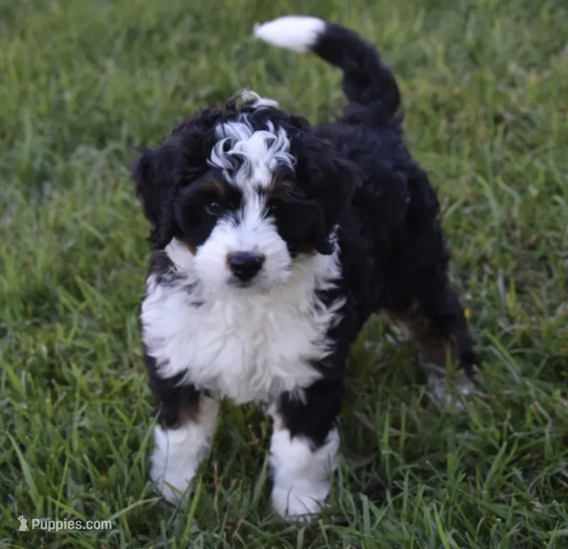 Carly  – Miniature Bernedoodle puppy for sale in Berlin, OH