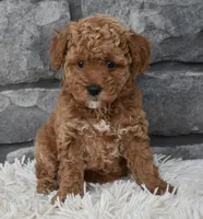 Cinnamon , a female Poodle - Toy  for sale in Berlin, OH – Photo 1 of 5