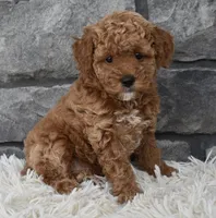 Cinnamon , a female Poodle - Toy  for sale in Berlin, OH – Photo 4 of 5