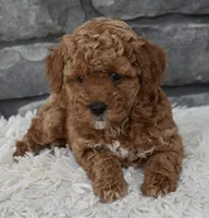 Cinnamon , a female Poodle - Toy  for sale in Berlin, OH – Photo 2 of 5