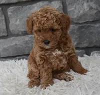 Cinnamon , a female Poodle - Toy  for sale in Berlin, OH – Photo 3 of 5