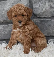 Cinnamon , a female Poodle - Toy  for sale in Berlin, OH – Photo 5 of 5