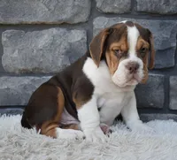 Bruno , a male English Bulldog and Beagle for sale in Berlin, OH – 5 of 5