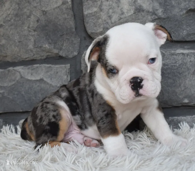 Max – English Bulldog, Beagle puppy for sale in Berlin, OH