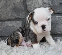 Max, a male English Bulldog and Beagle for sale in Berlin, OH – 1 of 3