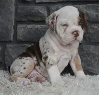 Truffle , a male English Bulldog and Beagle for sale in Berlin, OH – 2 of 6