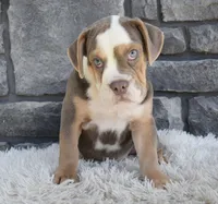 Bonnie , a female English Bulldog and Beagle for sale in Berlin, OH – 4 of 4