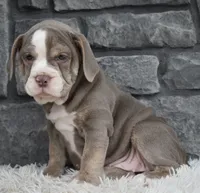 Tammy , a female English Bulldog and Beagle for sale in Berlin, OH – 3 of 4