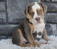 Bonnie , a female English Bulldog and Beagle for sale in Berlin, OH – 1 of 4