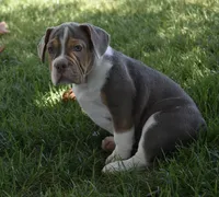 Bailey , a female English Bulldog and Beagle for sale in Berlin, OH – 5 of 6