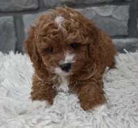 Reese, a female Cavapoo for sale in Berlin, OH – 3 of 5
