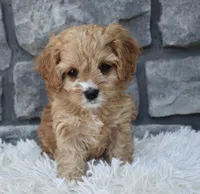 Skye , a female Cavapoo for sale in Berlin, OH – Photo 3 of 6