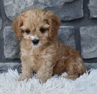 Skye , a female Cavapoo for sale in Berlin, OH – Photo 4 of 6
