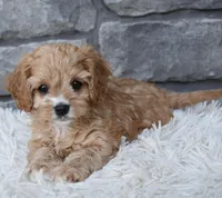 Skye , a female Cavapoo for sale in Berlin, OH – Photo 2 of 6