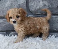 Skye , a female Cavapoo for sale in Berlin, OH – Photo 6 of 6