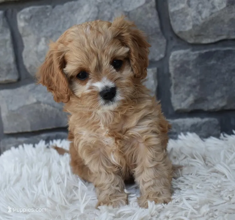 Skye  – Cavapoo puppy for sale in Berlin, OH
