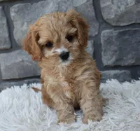 Skye , a female Cavapoo for sale in Berlin, OH – Photo 1 of 6
