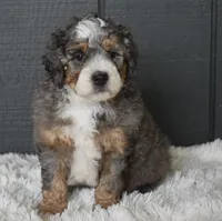 Jester , a male Miniature Bernedoodle for sale in Berlin, OH – 5 of 7