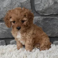 Marley , a female Cavapoo for sale in Berlin, OH – 3 of 7