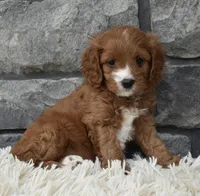 Macy, a female Cavapoo for sale in Berlin, OH – 6 of 7