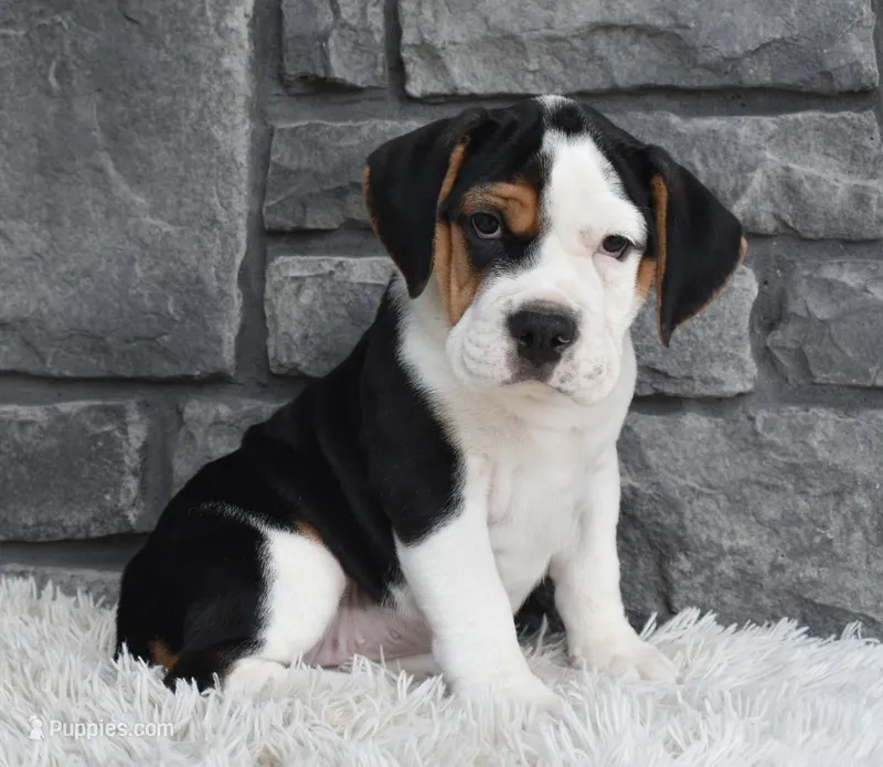 Alice  – English Bulldog, Beagle puppy for sale in Berlin, OH