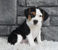 Alice , a female English Bulldog and Beagle for sale in Berlin, OH – 1 of 4
