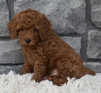 Cuddles, a male Poodle - Toy  for sale in Berlin, OH – 5 of 6
