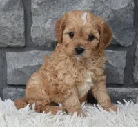 Riley , a male Cavapoo for sale in Berlin, OH – 8 of 8