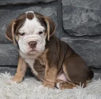 Tessa, a female English Bulldog and Beagle for sale in Berlin, OH – 2 of 4