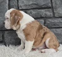 Bubba, a male English Bulldog and Beagle for sale in Berlin, OH – 3 of 5