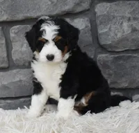  Cookie , a female Miniature Bernedoodle for sale in Berlin, OH – 7 of 8