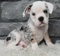 Toby, a male English Bulldog and Beagle for sale in Berlin, OH – 4 of 5