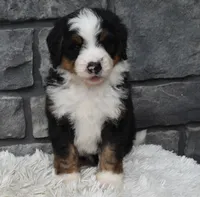 Cash , a male Miniature Bernedoodle for sale in Berlin, OH – 3 of 6