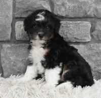 Cash , a male Miniature Aussiedoodle for sale in Berlin, OH – 6 of 6