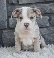 Bailey , a female English Bulldog and Beagle for sale in Berlin, OH – 2 of 4