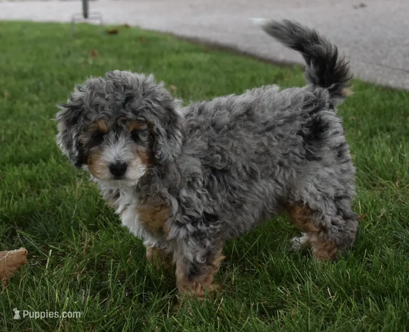 Jazzie F1b – Miniature Bernedoodle puppy for sale in Berlin, OH