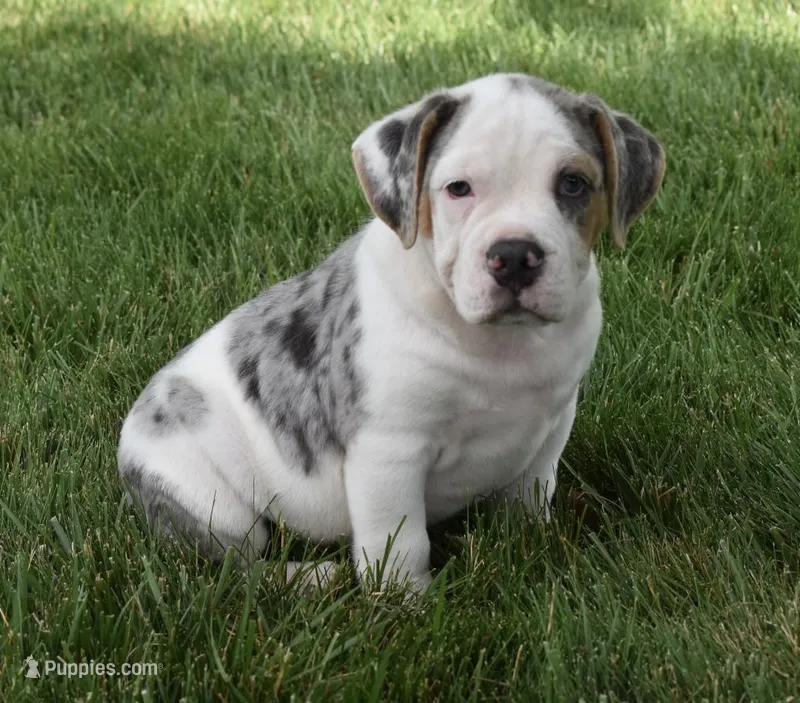 Alex  – English Bulldog, Beagle puppy for sale in Berlin, OH