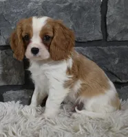 Rocco , a male Cavalier King Charles Spaniel for sale in Berlin, OH – Photo 8 of 8