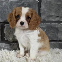Rocco , a male Cavalier King Charles Spaniel for sale in Berlin, OH – Photo 6 of 8