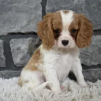 Rocco , a male Cavalier King Charles Spaniel for sale in Berlin, OH – Photo 1 of 8