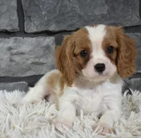 Rocco , a male Cavalier King Charles Spaniel for sale in Berlin, OH – Photo 2 of 8