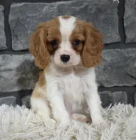 Rocco , a male Cavalier King Charles Spaniel for sale in Berlin, OH – Photo 4 of 8